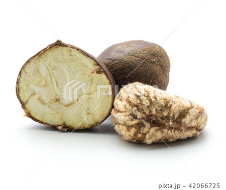 Raw edible Chestnut isolated on white Raw edible Chestnut isolated on white 42066725