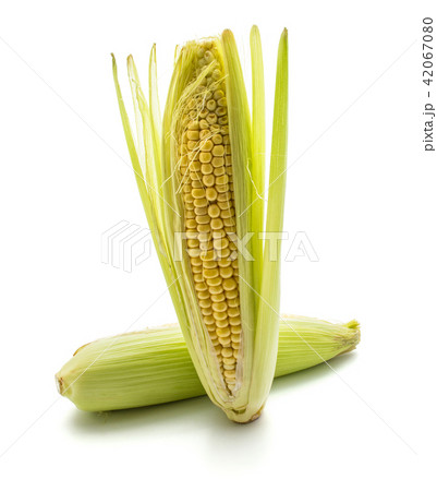 Fresh corn isolated on white 42067080