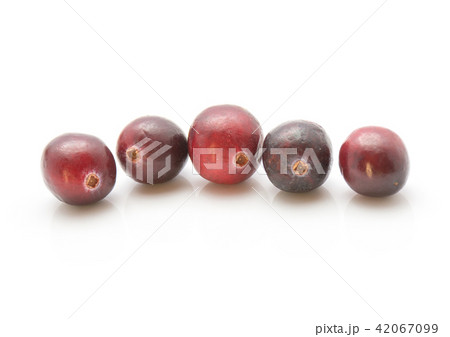 Fresh Cranberry isolated on white Fresh Cranberry isolated on white 42067099