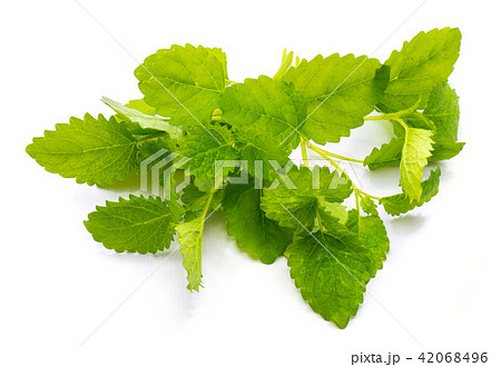 Fresh lime and melissa isolated on white Fresh lime and melissa isolated on white 42068496