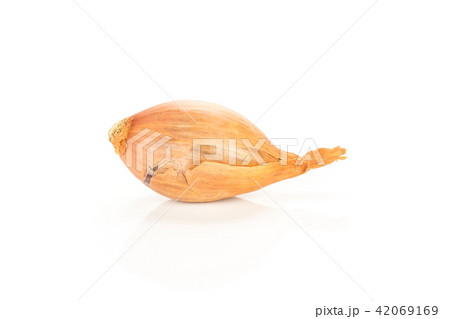 Fresh raw long shallot onion isolated on white Fresh raw long shallot onion isolated on white 42069169