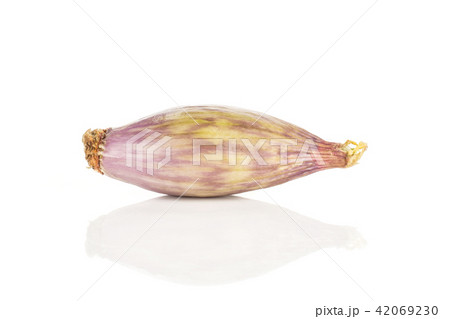 Fresh raw long shallot onion isolated on white Fresh raw long shallot onion isolated on white 42069230