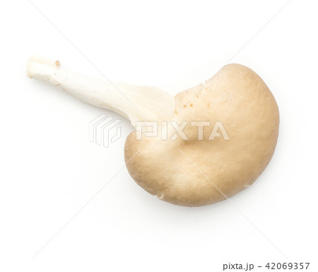 Oyster mushroom isolated on white Oyster mushroom isolated on white 42069357