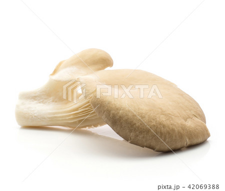 Oyster mushroom isolated on white Oyster mushroom isolated on white 42069388