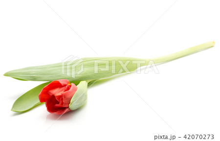 Red tulip isolated on white 42070273