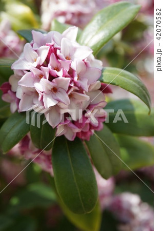沈丁花 沈丁花 42070582
