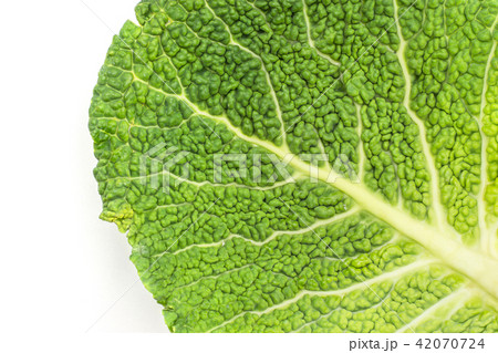 Fresh Savoy Cabbage isolated on white Fresh Savoy Cabbage isolated on white 42070724