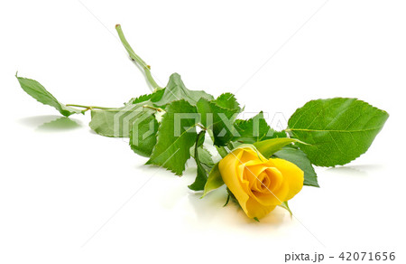 Fresh yellow roses isolated on white Fresh yellow roses isolated on white 42071656