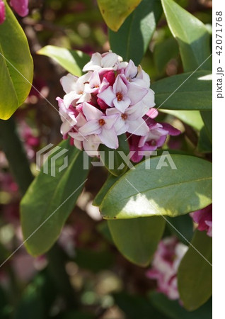 沈丁花 沈丁花 42071768