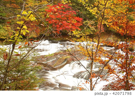 深まる秋、色鮮やかな紅葉に染まる奥日光中善寺湖に流れる湯川の絶景 深まる秋、色鮮やかな紅葉に染まる奥日光中善寺湖に流れる湯川の絶景 42071798