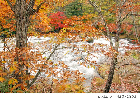 深まる秋、色鮮やかな紅葉に染まる奥日光中善寺湖に流れる湯川の絶景 42071803