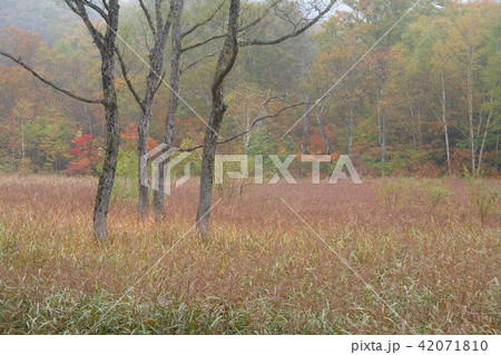 秋色に染まる早朝の奥日光、戦場ヶ原の紅葉 秋色に染まる早朝の奥日光、戦場ヶ原の紅葉 42071810