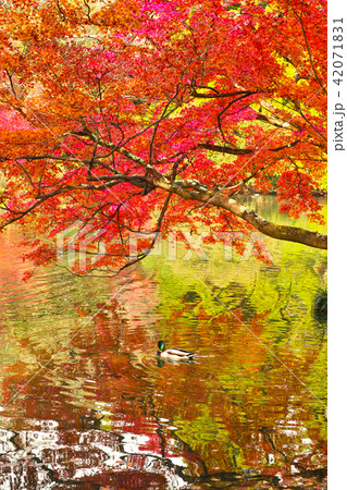 紅葉と池とカモ 紅葉と池とカモ 42071831