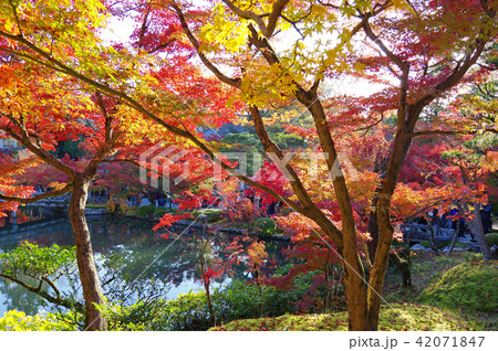 秋の京都(もみじの永観堂) 秋の京都(もみじの永観堂) 42071847