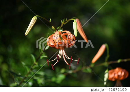 オニユリと夏 42072199