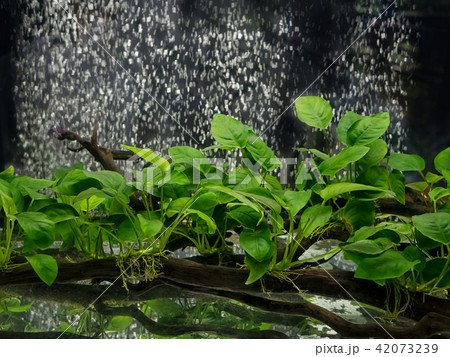Anubias barteri aquarium plants Anubias barteri aquarium plants 42073239