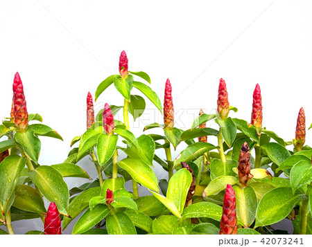 Crape ginger, Malay ginger, Spiral Flag Crape ginger, Malay ginger, Spiral Flag 42073241
