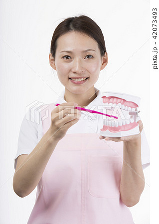 歯の模型に歯ブラシを当てながら微笑む白衣を着た女性 42073493