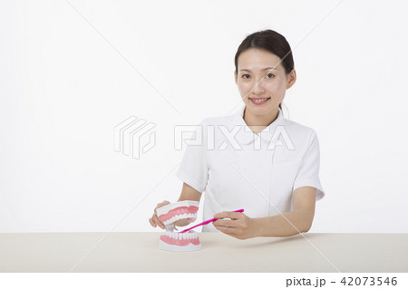 歯の模型に歯ブラシを当てながら微笑む白衣を着た女性 42073546