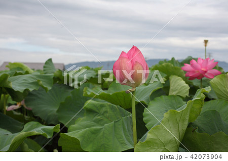 ハスの花 42073904