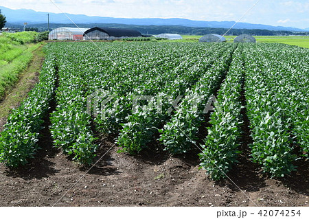 大豆畑 だだちゃ豆 42074254