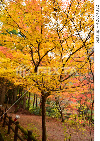 奥津渓(岡山県苫田郡) 奥津渓(岡山県苫田郡) 42074382