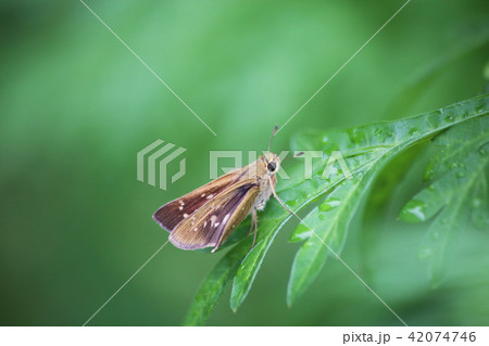 チャバネせせり チャバネせせり 42074746