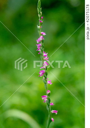 小さな花が細長い茎にらせん状にねじれたように巻きついている花の写真素材