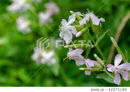 多くは薄ピンクの花 ソープワートとも呼ばれ 名前の由来は葉を水に浸してもむと泡立ちます の写真素材