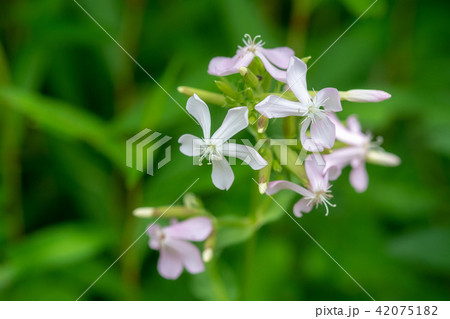 多くは薄ピンクの花 ソープワートとも呼ばれ 名前の由来は葉を水に浸してもむと泡立ちます の写真素材 4751