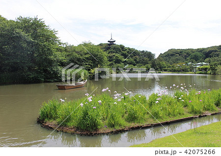 初夏の三溪園三重塔　横浜　神奈川県 42075266