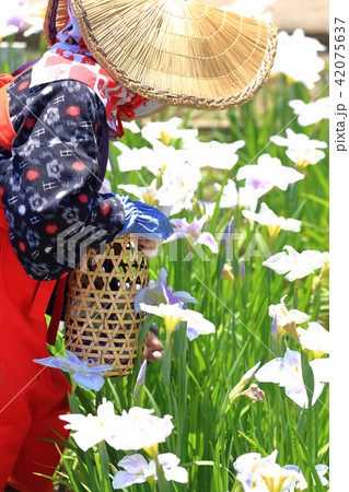 横須賀しょうぶ園の早乙女姿 42075637