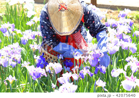 横須賀しょうぶ園の早乙女姿 横須賀しょうぶ園の早乙女姿 42075640