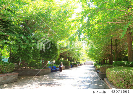 相模原北公園の新緑 相模原北公園の新緑 42075661