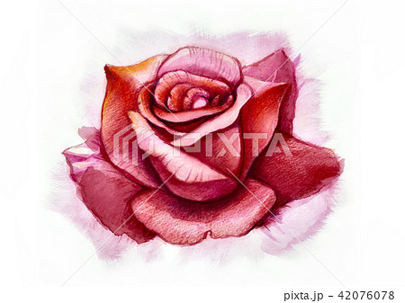 Big rose painting with love by watercolor style 42076078