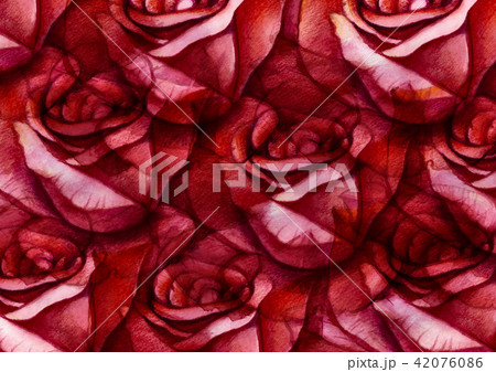 Big rose painting with love by watercolor style 42076086