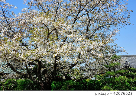 野間大坊の桜 野間大坊の桜 42076623