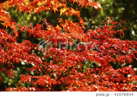 京都笠置山紅葉の頃の写真素材