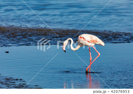 Rosy Flamingo colony in Walvis Bay Namibia Rosy Flamingo colony in Walvis Bay Namibia 42076953