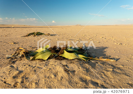 Welwitschia mirabilis desert plant, Namibia Welwitschia mirabilis desert plant, Namibia 42076971