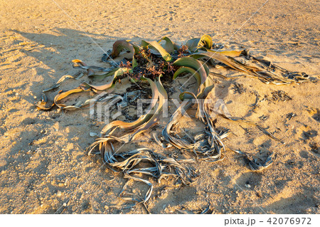 Welwitschia mirabilis desert plant, Namibia 42076972