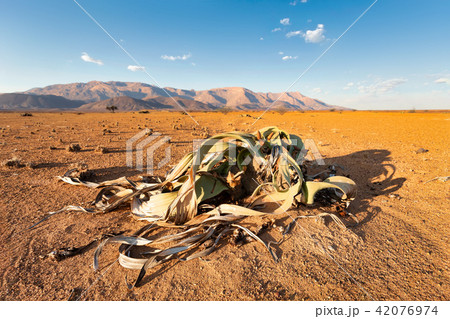 Welwitschia mirabilis desert plant, Namibia 42076974