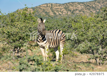 zebra in Etosha Namibia wildlife safari 42076975