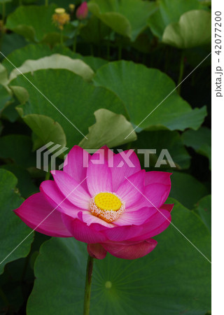 古代ハス 古代ハス 42077200