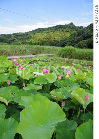 古代ハス 42077226