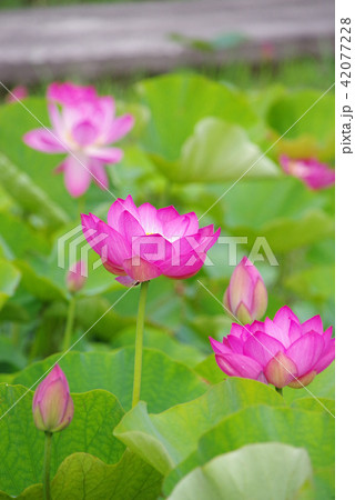 古代ハス 42077228