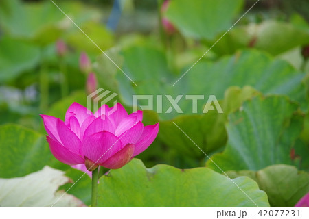古代ハス 42077231