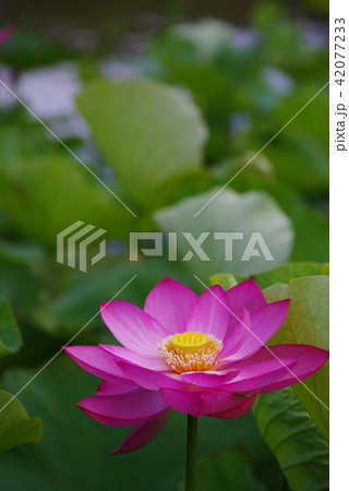 古代ハス 42077233