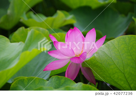 古代ハス 古代ハス 42077236