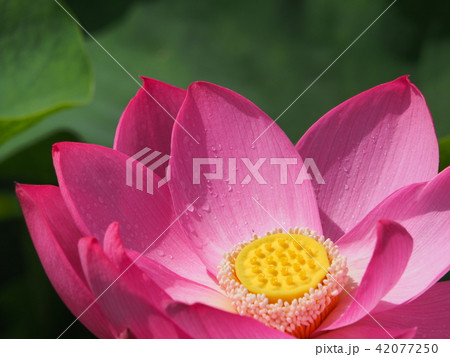 古代ハス 42077250